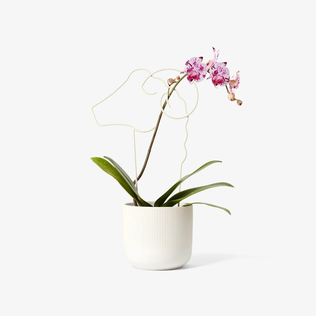 Plant Trellis - Ram (Tall)