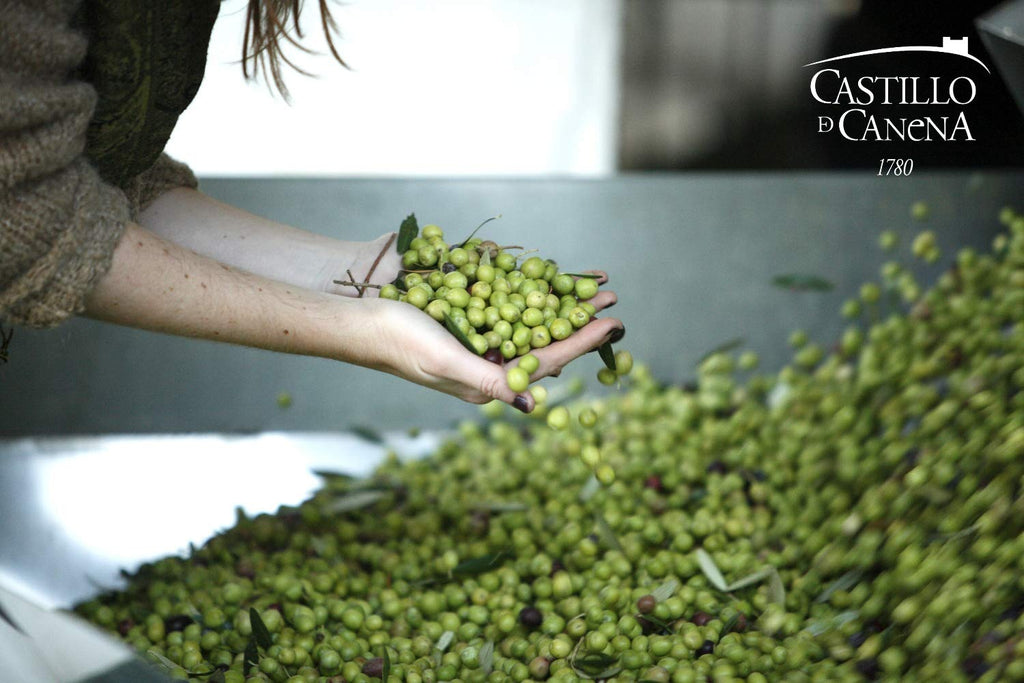 First Day Harvest Arbequina Extra Virgin Olive Oil