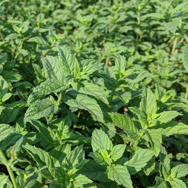 Euphrates Mint