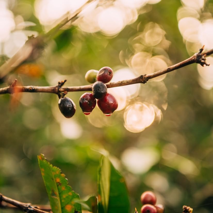 Single Origin Ethiopia Medium-Light Roast - Ground Coffee