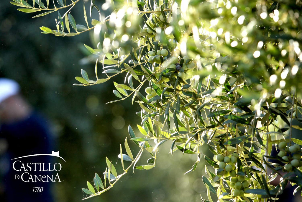First Day Harvest Arbequina Extra Virgin Olive Oil