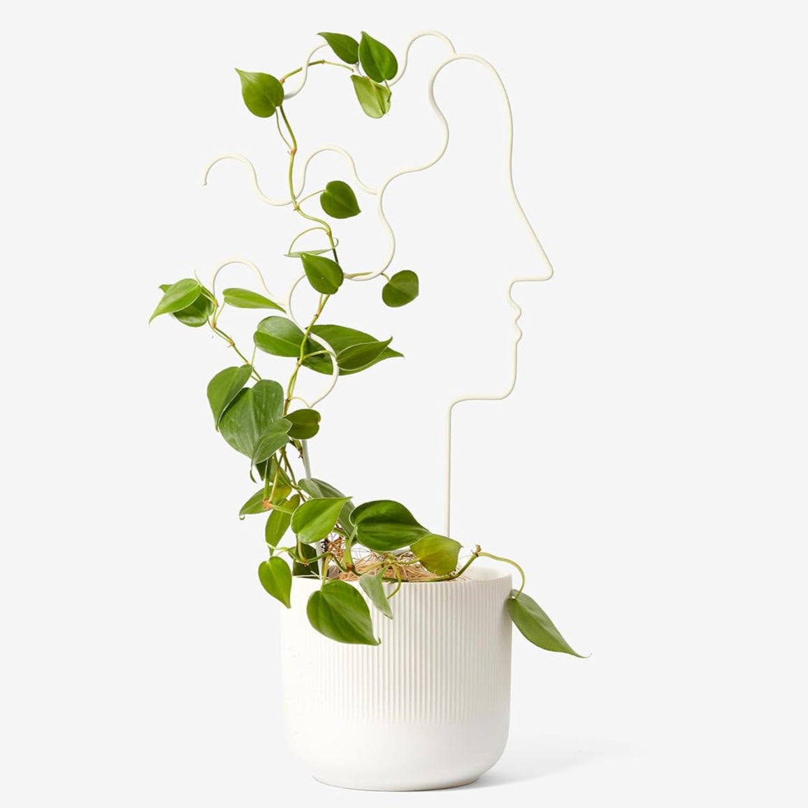Plant Trellis - Human