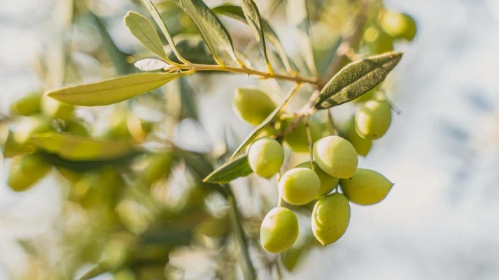 Greek Extra Virgin Olive Oil