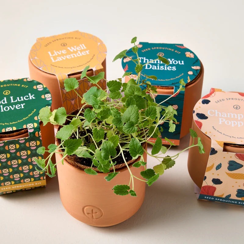 Tiny Terracotta Kit- Nordic Spruce