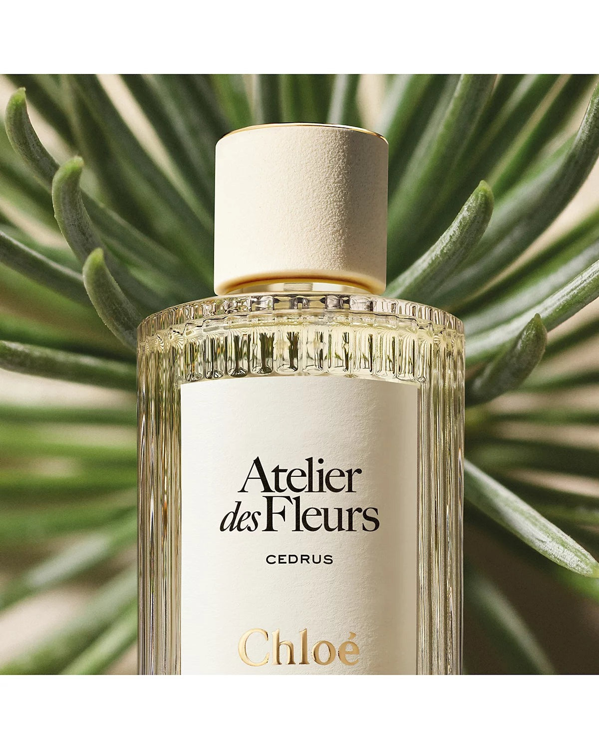 Atelier Des Fleurs Cedrus EDP