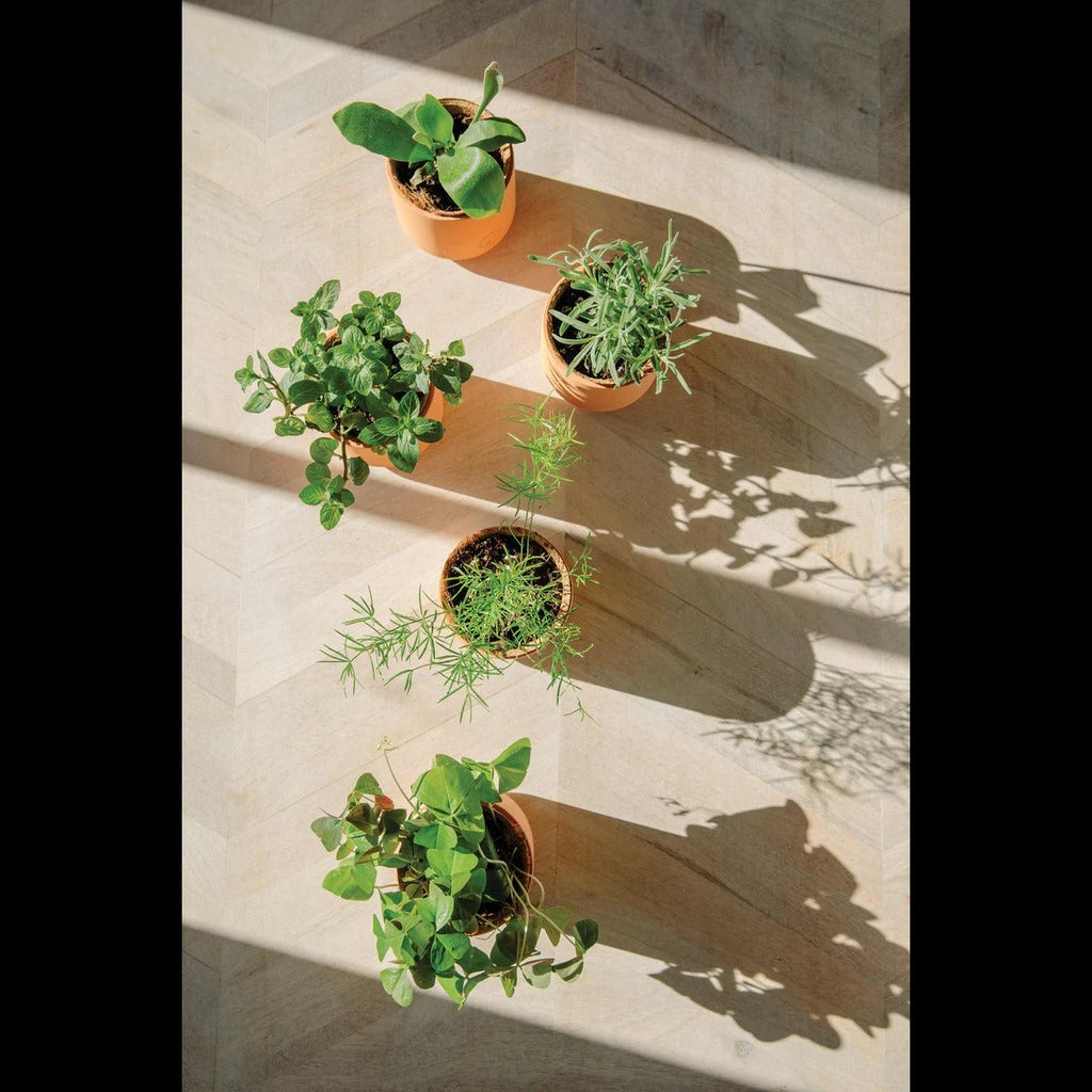 Tiny Terracotta Kit- Nordic Spruce