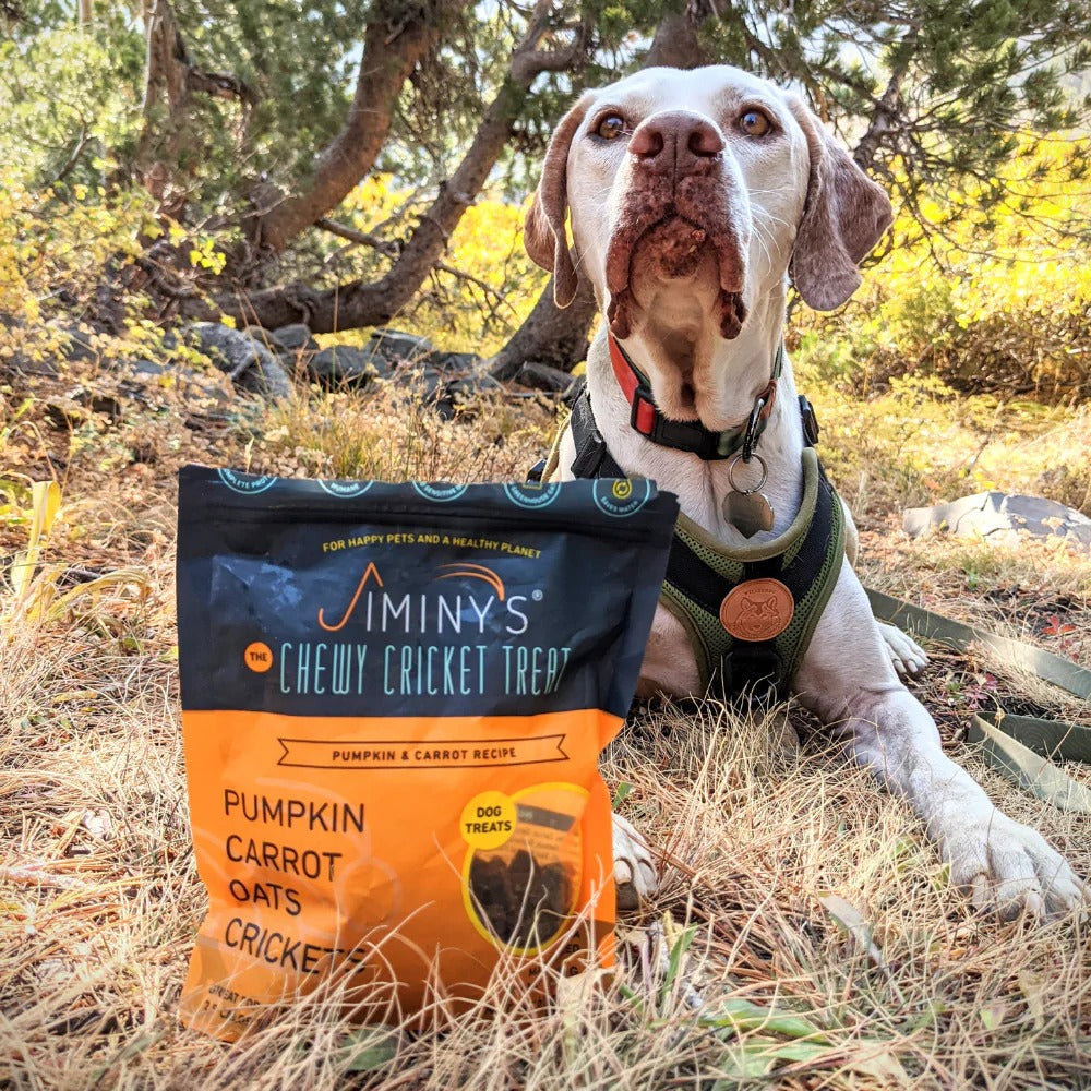 Pumpkin & Carrot Training Treats