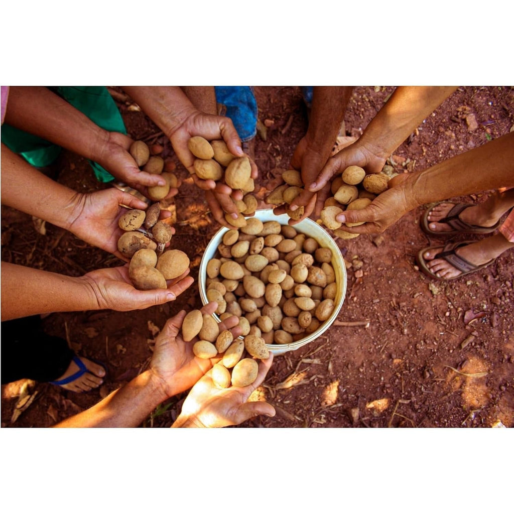 Dry Roasted Baru Nuts