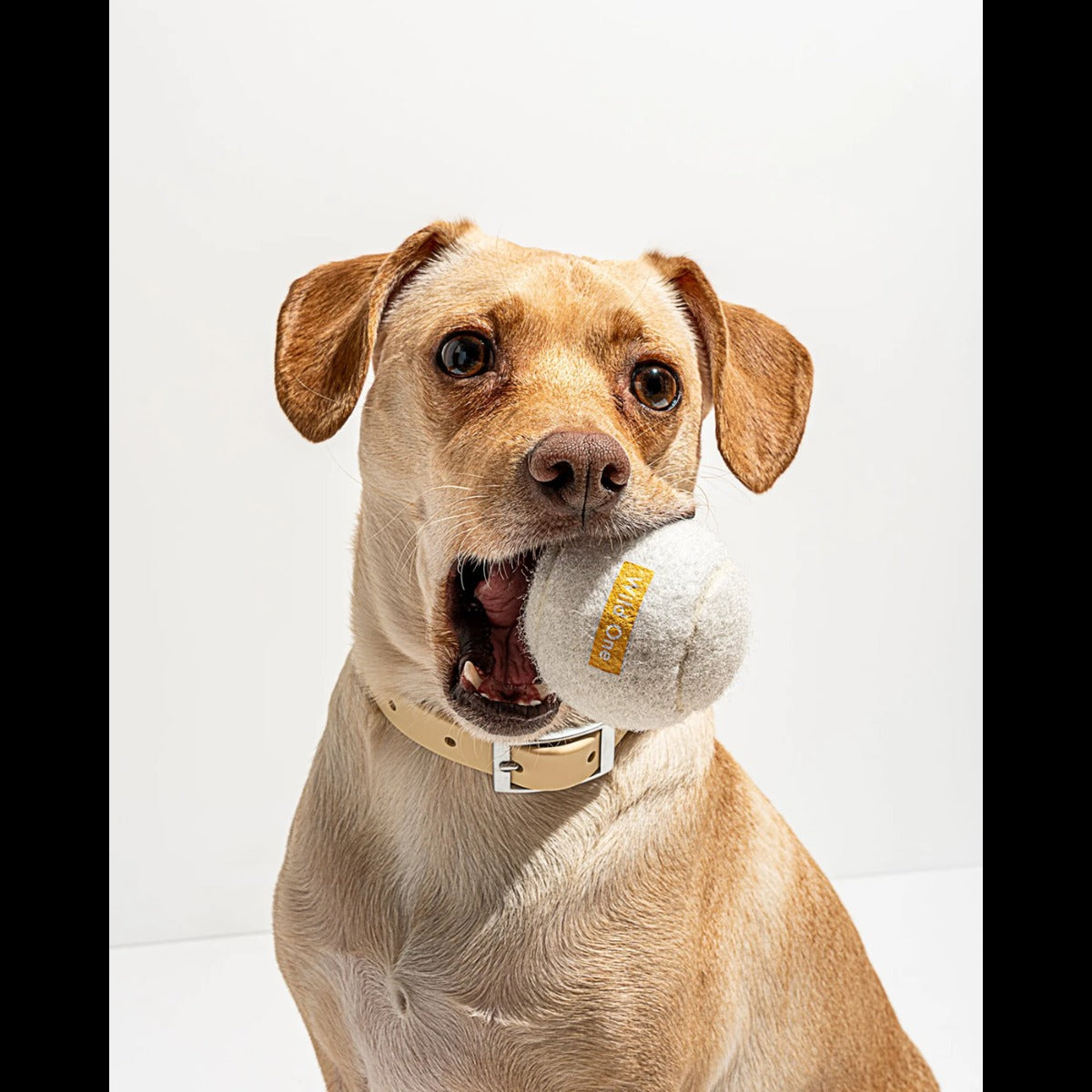 Tennis Balls - Standard - White (4 CT)