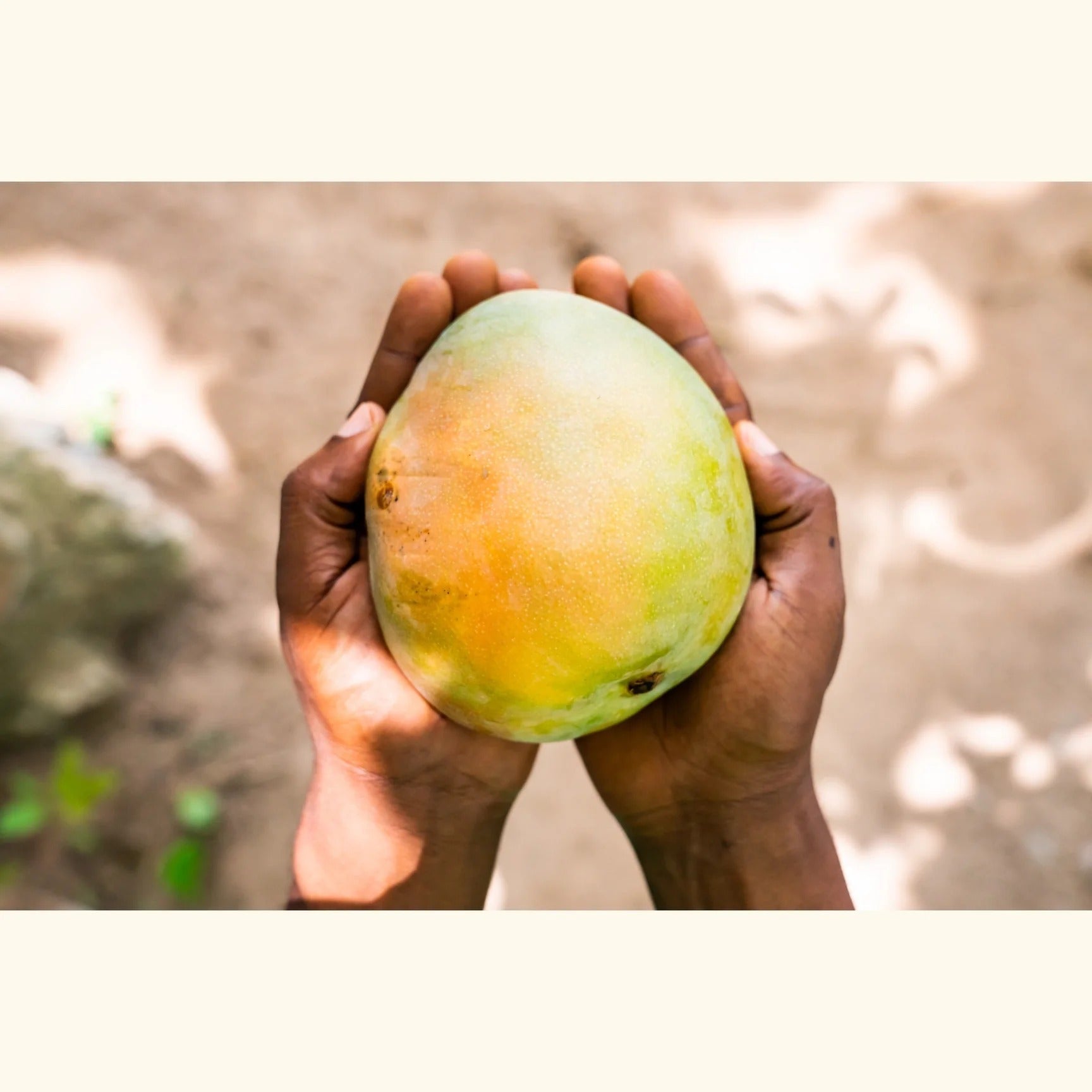 Organic Mango Strips