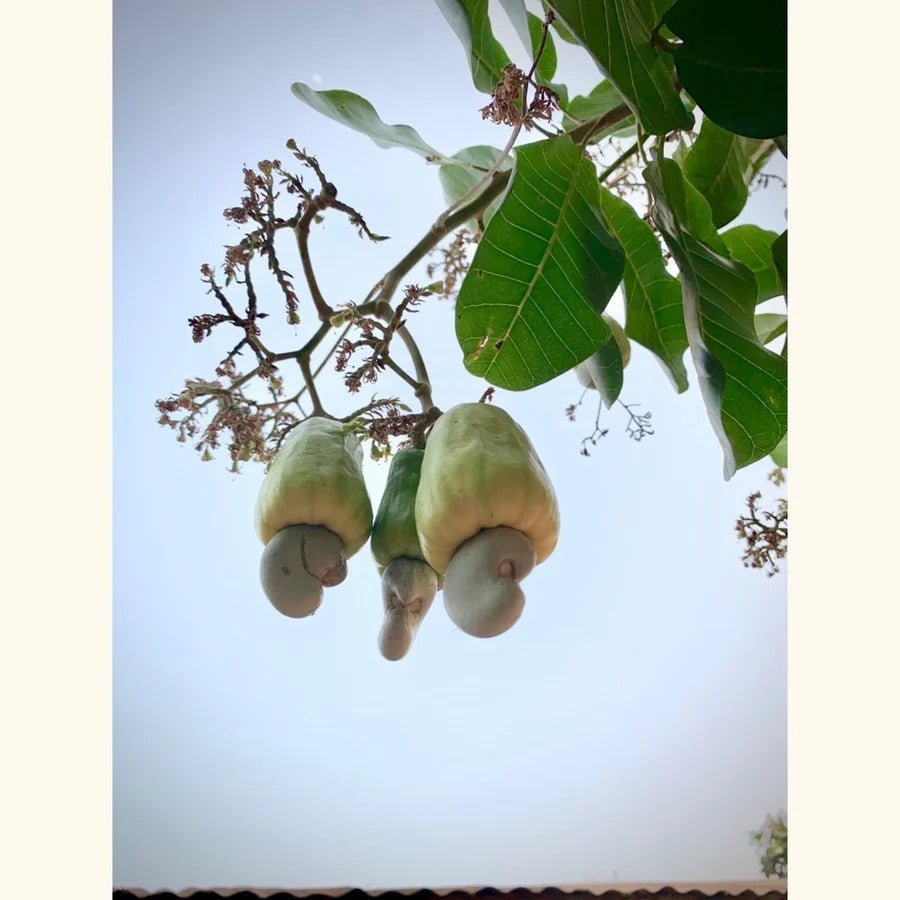 Dry Roasted Giant-Sized Cashews