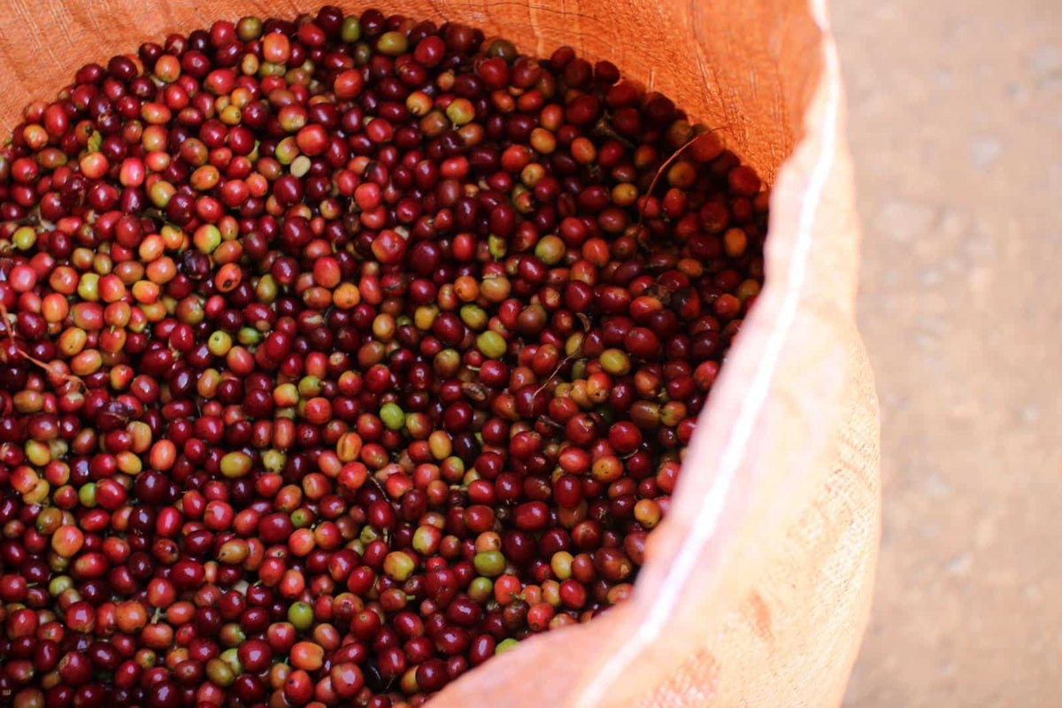 Burundi Light Roast Whole Bean Coffee