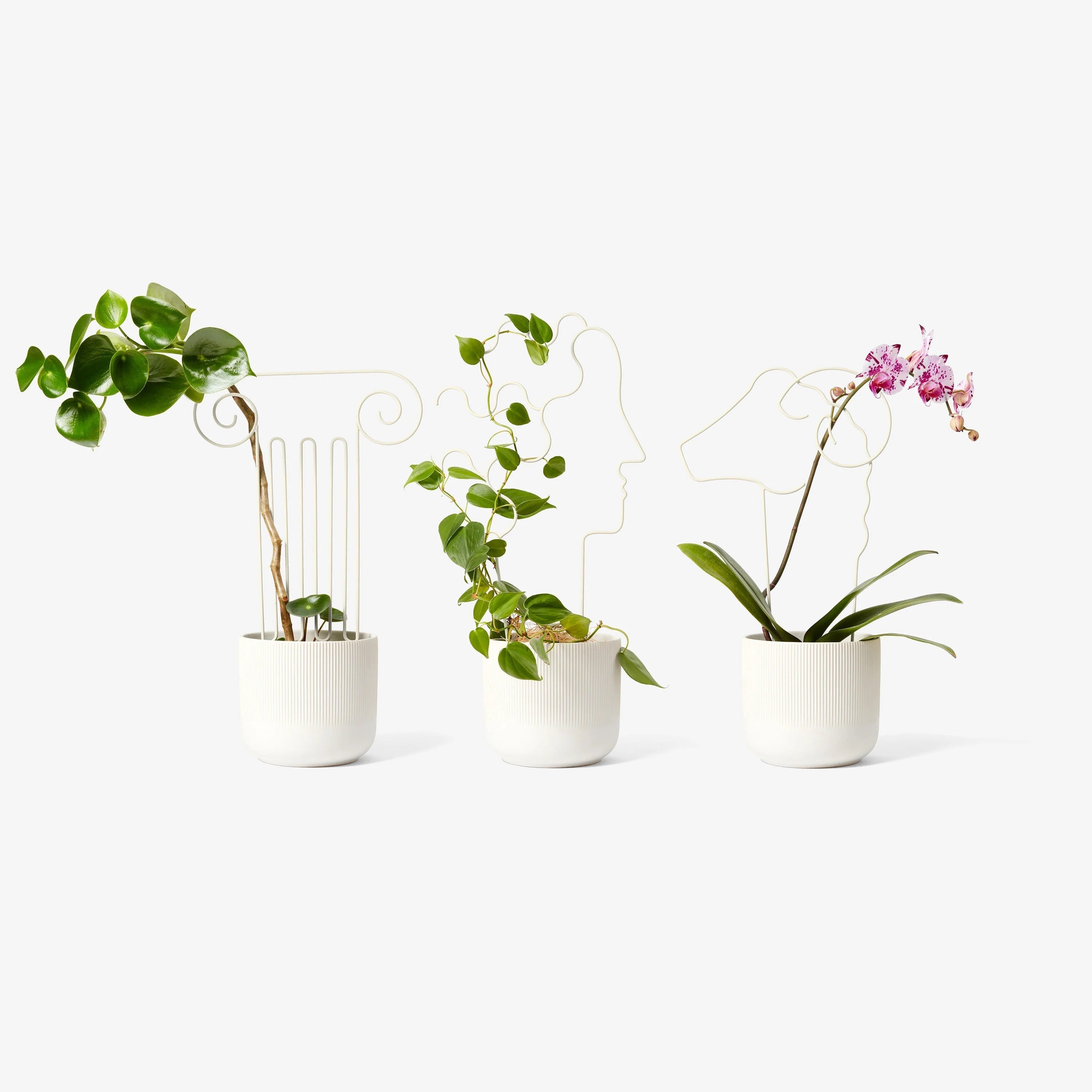 Plant Trellis - Ram (Tall)