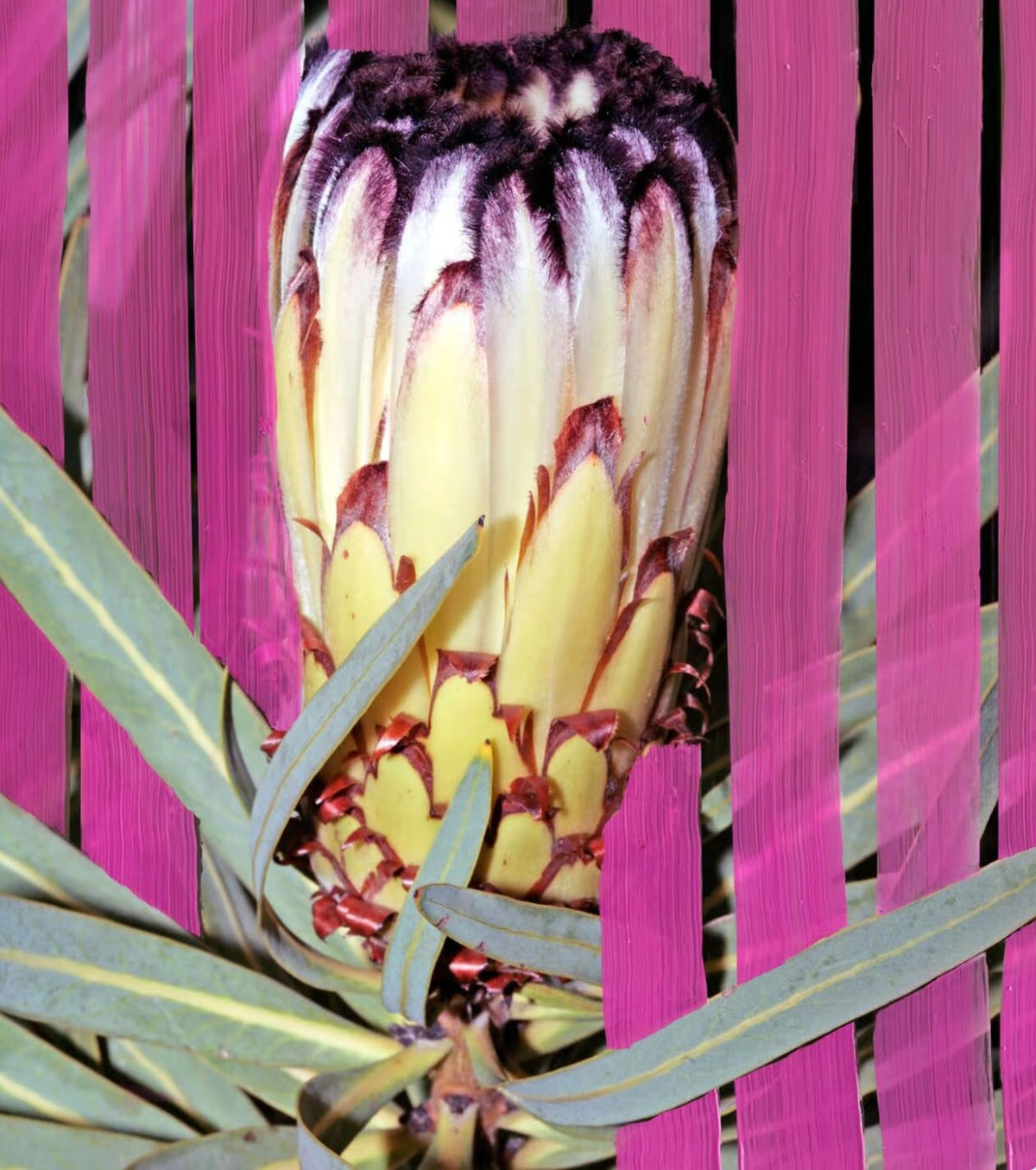 Inflorescence EDP