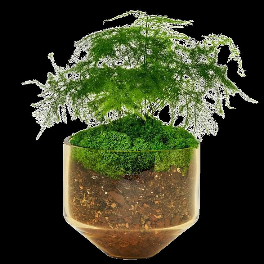 Model Three Planter - Amber