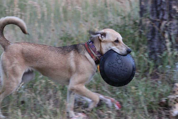 Magnum Bottle Top Flyer Dog Retrieving Frisbee - Large - Black