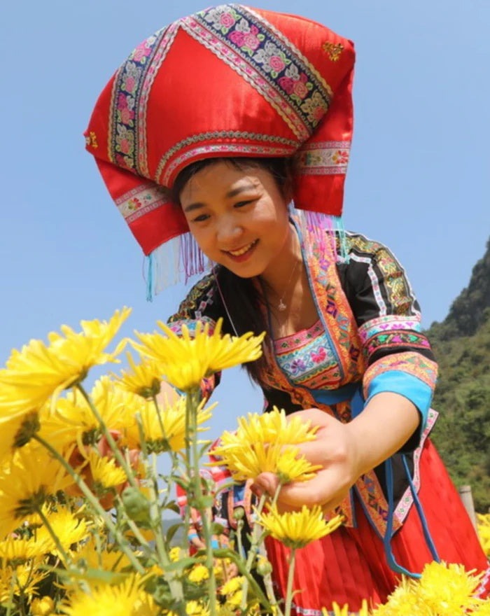 Royal Chrysanthemum Tea (9 CT)