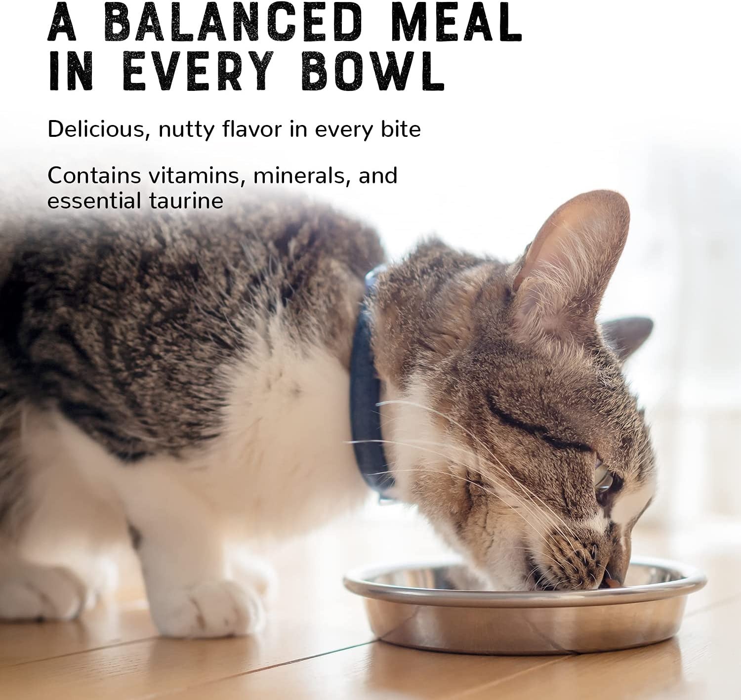 Cat Food Pate Flavorful Turkey