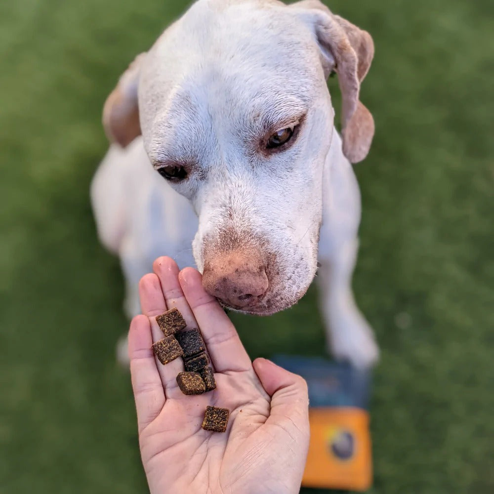 Pumpkin & Carrot Training Treats