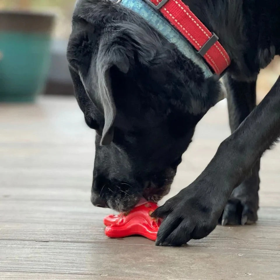 Starfish – Durable Dog Chew Toy - Red