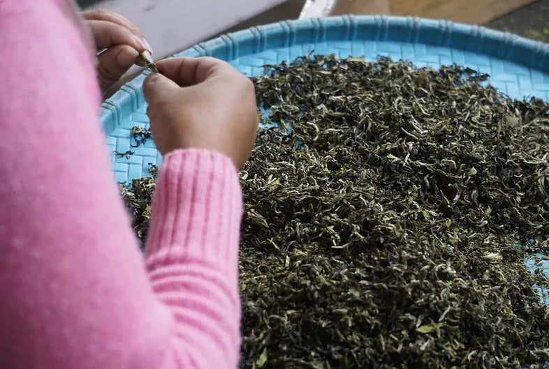 Darjeeling First Flush Tea