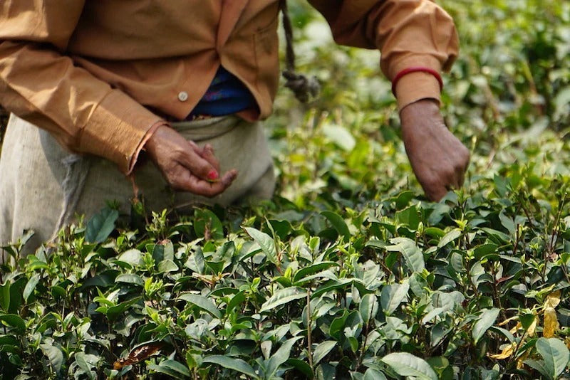 Darjeeling Second Flush Loose Leaf Black Tea