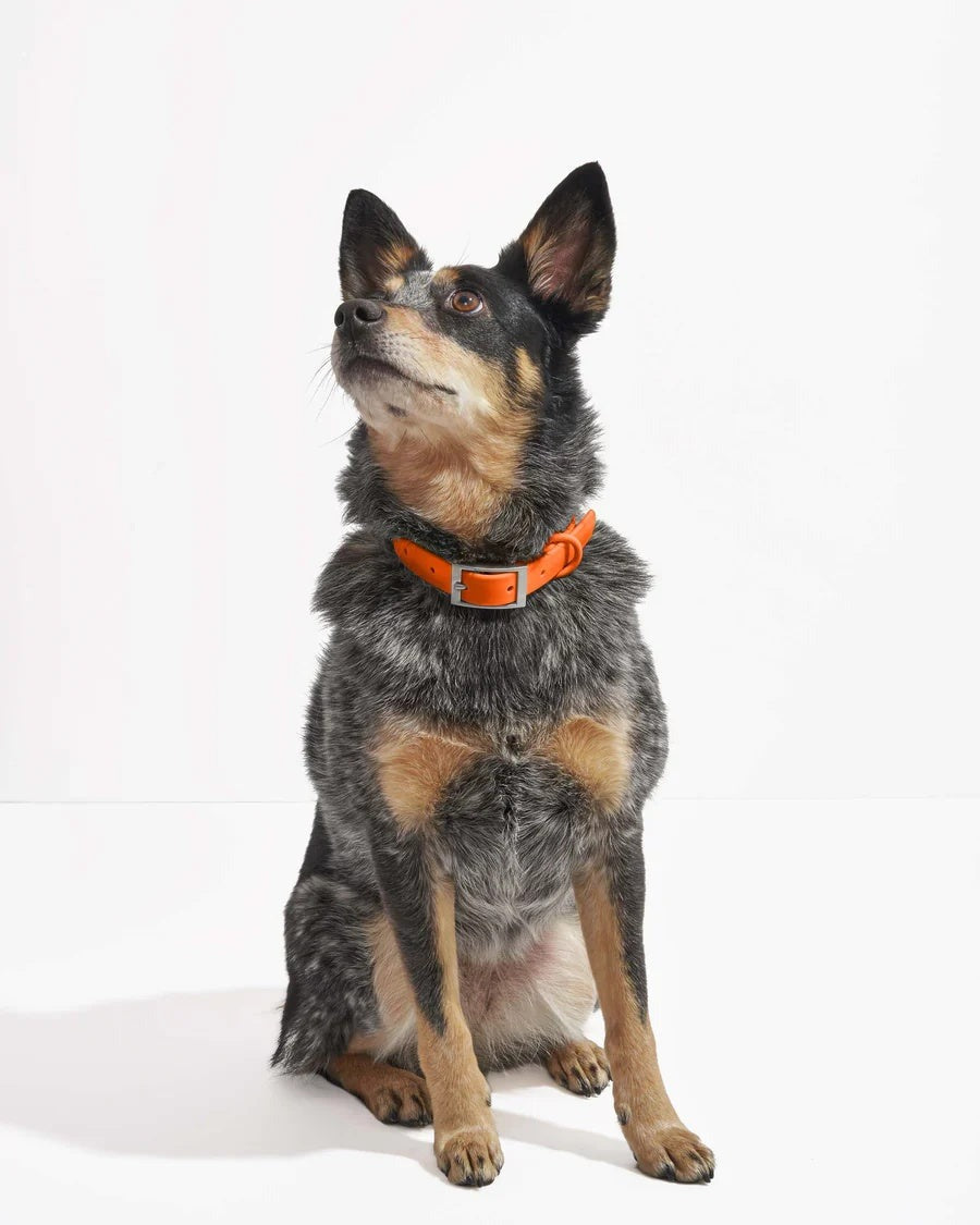 Collar - Large - Blaze
