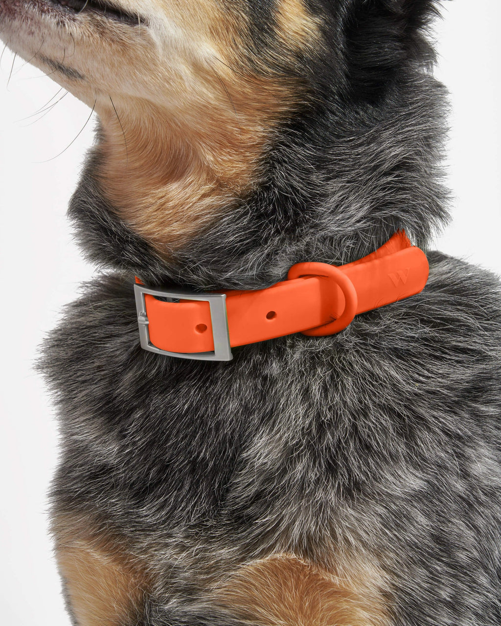 Collar - Large - Blaze